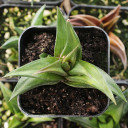 Haworthiopsis viscosa f. torquata - February