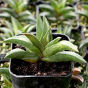 Haworthiopsis viscosa f. torquata - February