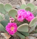 Opuntia 'Party Favor' (Mature- will ship as 1 unrooted pad)