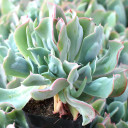 Echeveria 'Blue Spur'