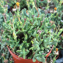 Rhombophyllum dolabriforme - Elkhorn Plant