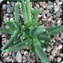 Rhombophyllum dolabriforme - Elkhorn Plant [large]