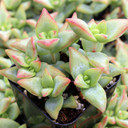 Crassula rupestris 'High Voltage' - July