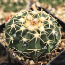 Parodia sellowii