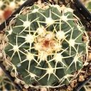 Parodia sellowii - Top View