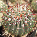 Parodia buiningii