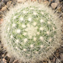 Mammillaria senilis