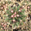 Ferocactus hamatacanthus ssp. sinuatus - Top View