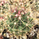 Ferocactus hamatacanthus ssp. sinuatus