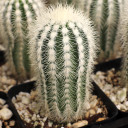 Echinocereus reichenbachii var. albispinus