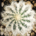 Echinocereus reichenbachii var. albispinus