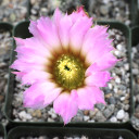 Echinocereus reichenbachii var. albispinus (Flower)