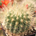 Parodia penicillata