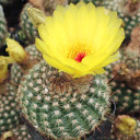 Parodia concinna - Sun cup - April