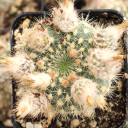 Frailea pumila - Top View