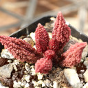 Adromischus marianae var. immaculatus - Stress colors