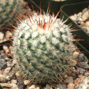Mammillaria bombycina