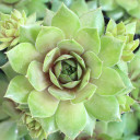 Sempervivum 'Saharasonne'