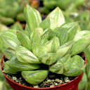 Haworthia cuspidata f. variegata [large]