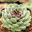 Sempervivum 'Dark Point' [exclusive] - January