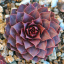 Sempervivum 'El Greco' (Outdoors) - January