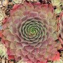 Sempervivum 'El Greco' (Outdoors) - August