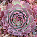 Sempervivum 'Pacific Daemon' (Outdoors) - November