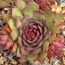 Sempervivum 'Pacific Daemon' (Outdoors) - August