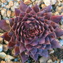 Sempervivum 'Pacific Daemon' (Outdoors) - January