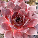 Sempervivum 'Pacific Daemon' - March
