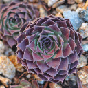 Sempervivum 'Black Mini' (Outdoors) - January