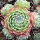 Sempervivum minutum