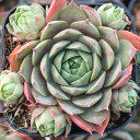 Sempervivum 'Butterpat'