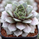 Sempervivum 'Butterpat'