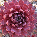 Sempervivum 'Pacific Jordan' (Outdoors) - May