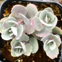 Sedum spurium 'Ayers Rock'