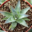 Agave 'Blue Glow' [large]