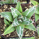 Agave victoriae-reginae - Queen Victoria Agave