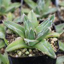 Agave victoriae-reginae - Queen Victoria Agave