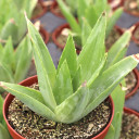 Aloe polyphylla - Spiral Aloe