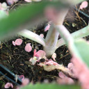 Offsets fall off easily