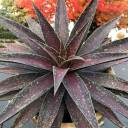 Mangave 'Blazing Saddles'