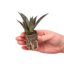 Mangave 'Blazing Saddles'