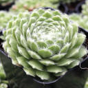 Sempervivum 'Green Ice'
