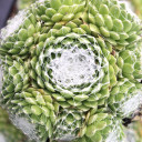 Sempervivum 'Ali Baba'