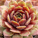Sempervivum 'Happy' - March