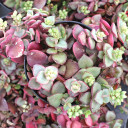 Crassula pellucida ssp. marginalis f. rubra - March