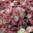 Crassula pellucida f. variegata - Calico Kitten - January