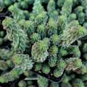 Peperomia columella - May