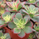 Aeonium 'Kiwi' [large]